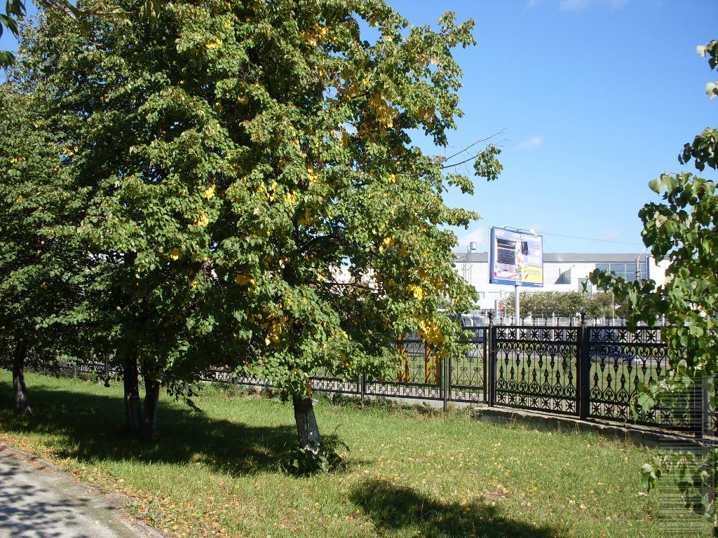 Желтеют липы