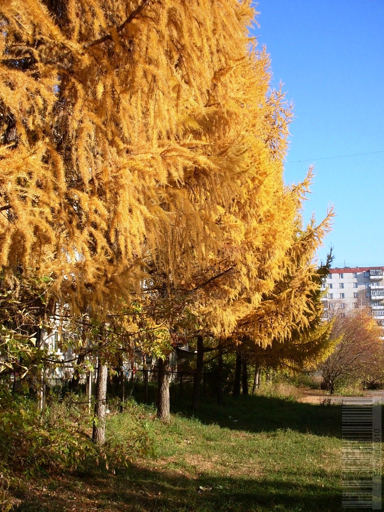 Лиственницы пожелтели